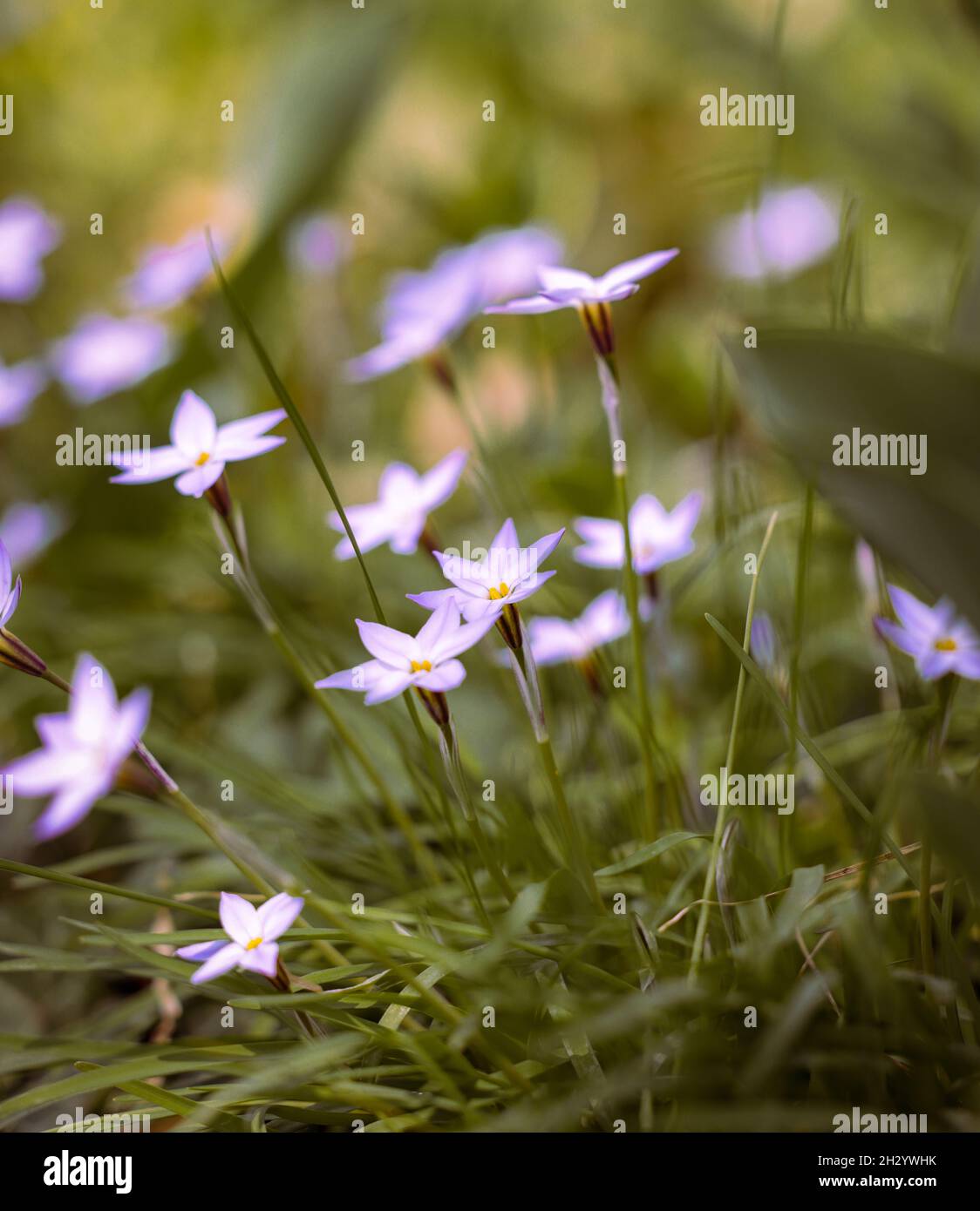 A selective focus shot of blooming spring starflower in the meadow Stock Photo