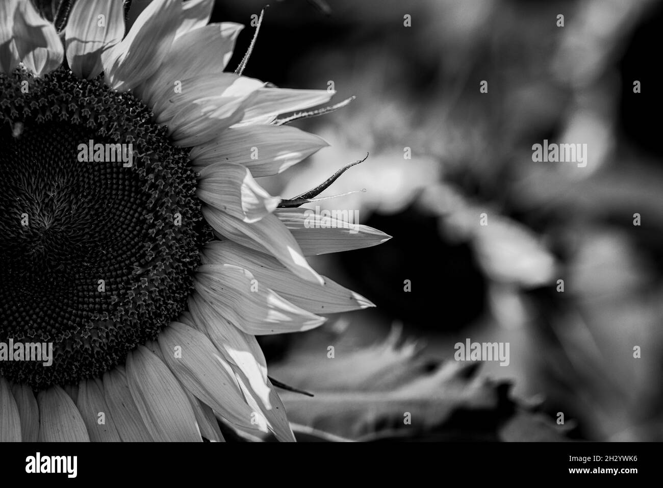 A grayscale of sunflowers in the field Stock Photo