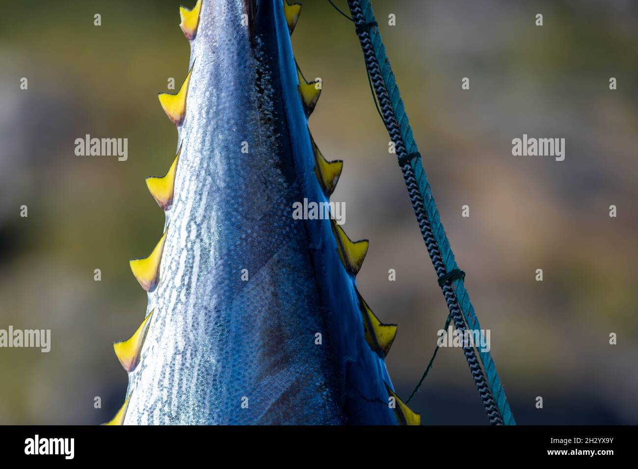 Atlantic bluefin tuna hanging by its dark blue and silver color tail with yellow caudal finlets leading down the body of the big saltwater fish. Stock Photo