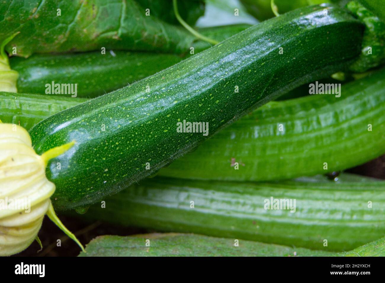 Large raw green oblong marrow zucchini vegetable stacked on a table with yellow leaves on top. The fresh colorful organic crop has a thick long glossy Stock Photo