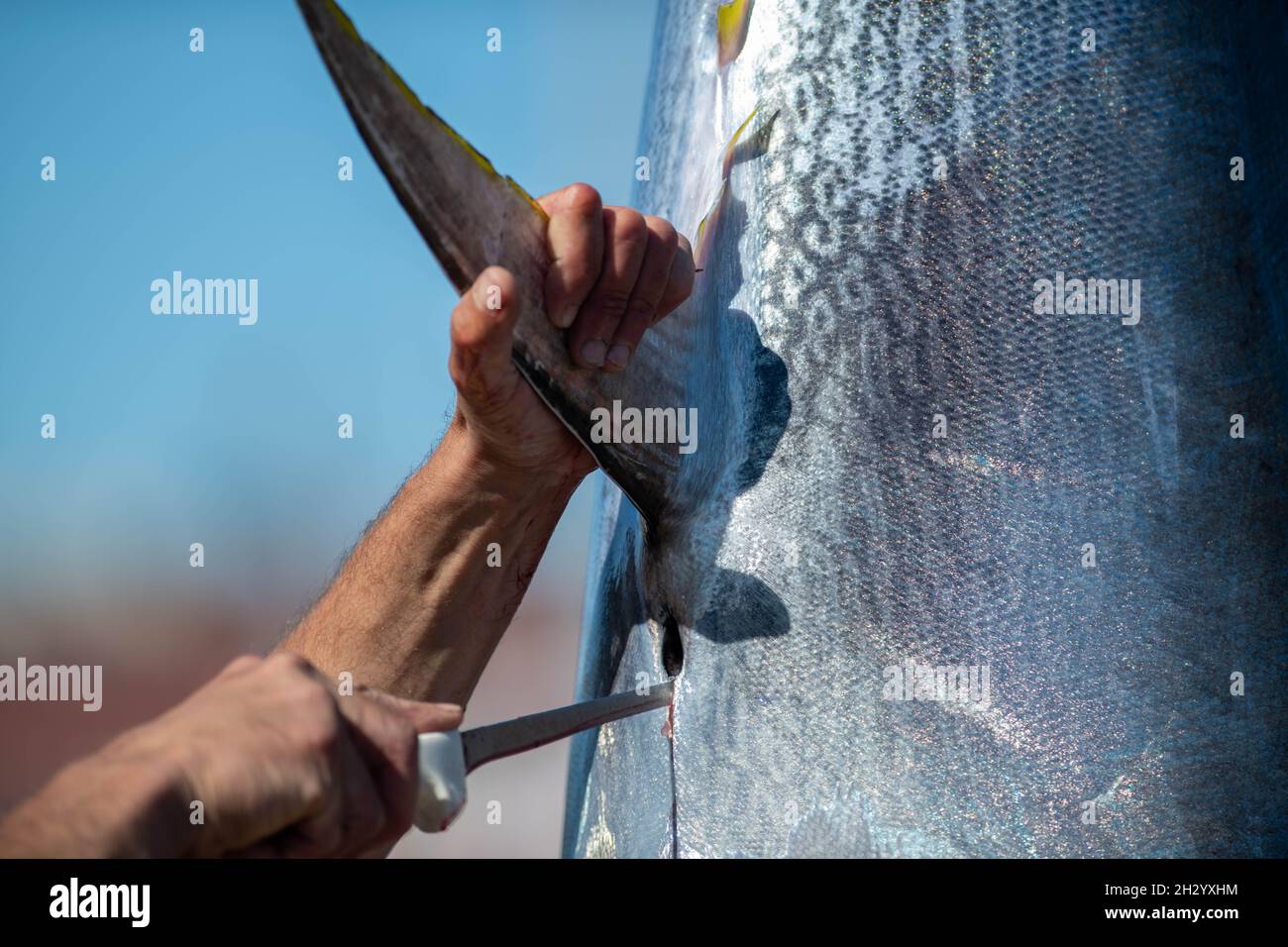 The fin of a large Atlantic bluefin tuna hanging by a rope after being freshly caught in saltwater. The chef has his hand around the fin. Stock Photo