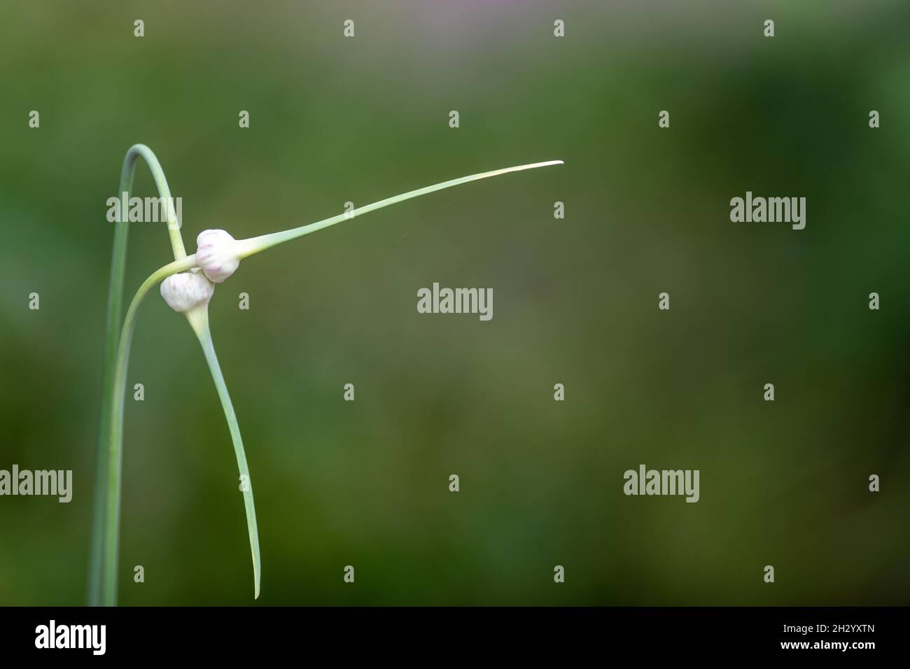 Garlic scapes intertwined in as love. The two edible, long deep green