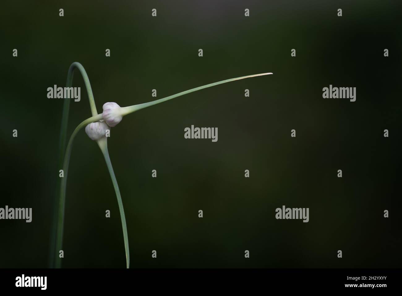 Garlic scapes intertwined in as love. The two edible, long deep green