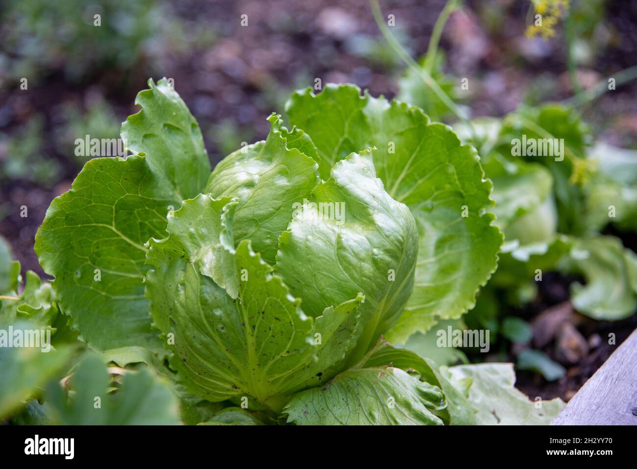 A single large healthy raw head of organic iceberg lettuce growing in a