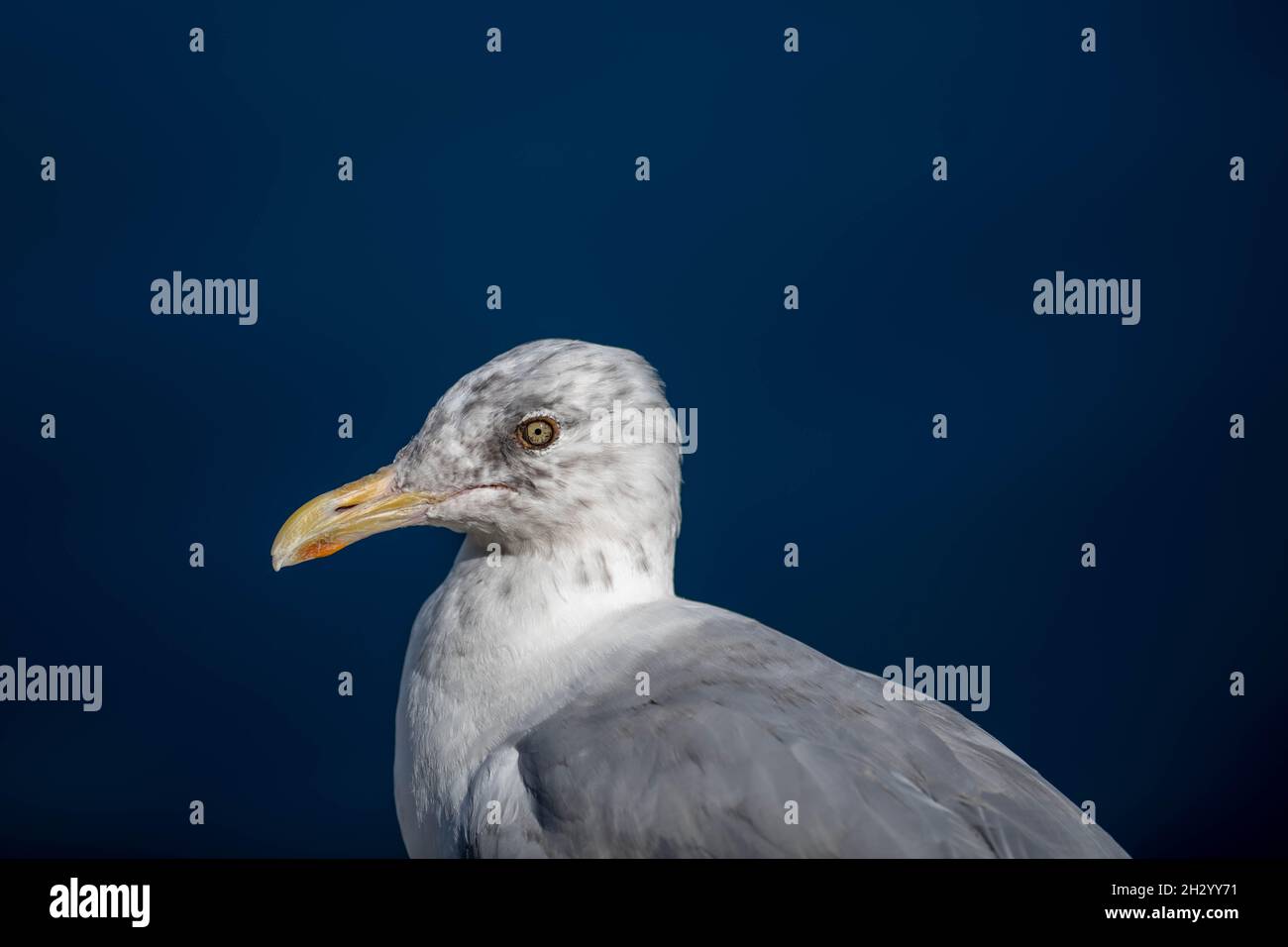 A wild Icelandic gull sitting on snow covered grassy ground. The gull in the foreground has grey wings, a white body, and a yellow beak. Stock Photo