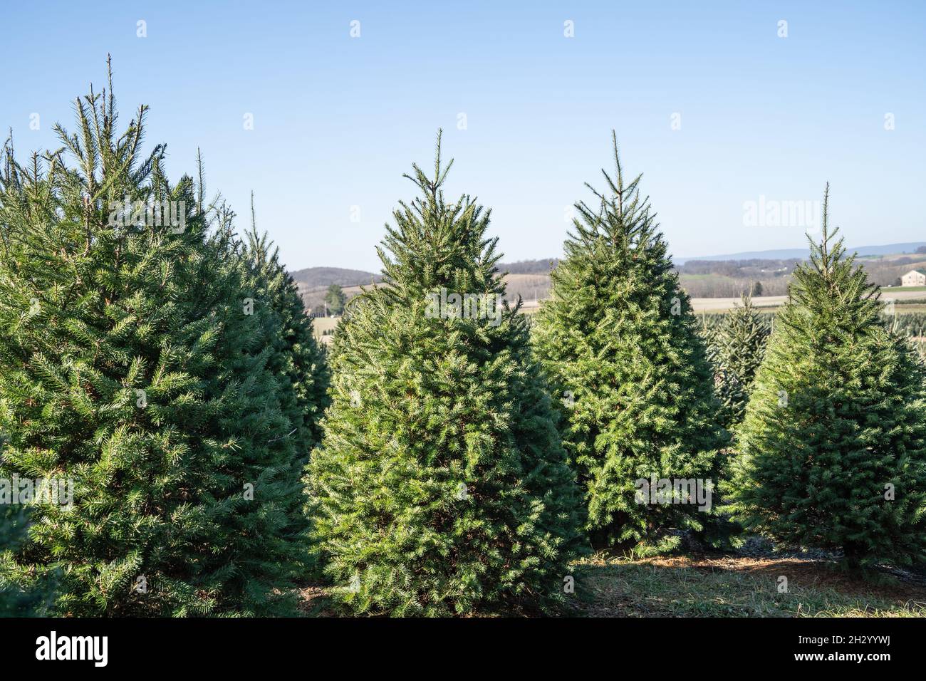 Christmas trees at Pennsylvania tree farm Stock Photo