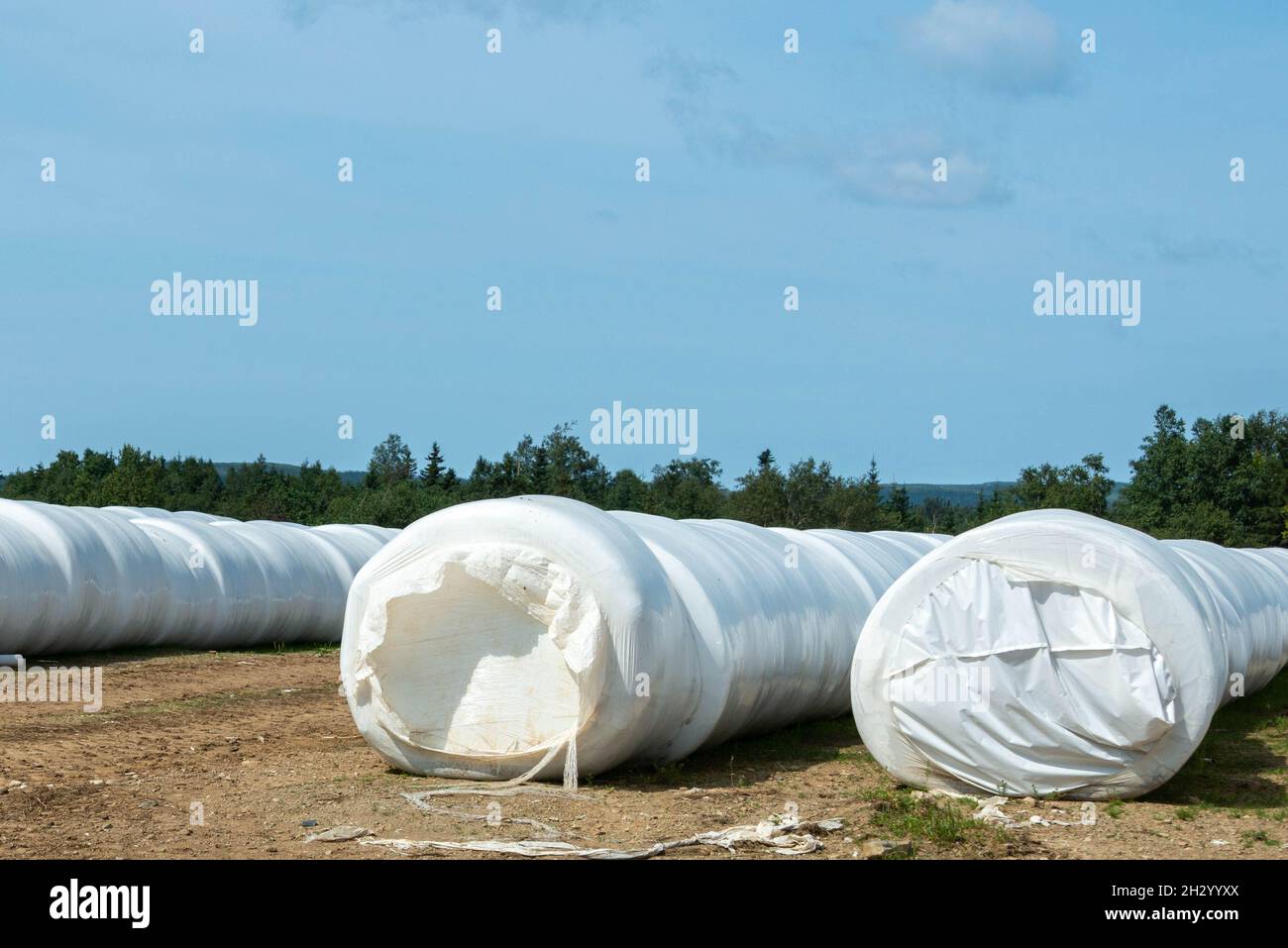 Multiple long rows of white silo bales of hay in a farmer's field. The farm has green hay growing around the stored haystack rolls on pasture land. Stock Photo