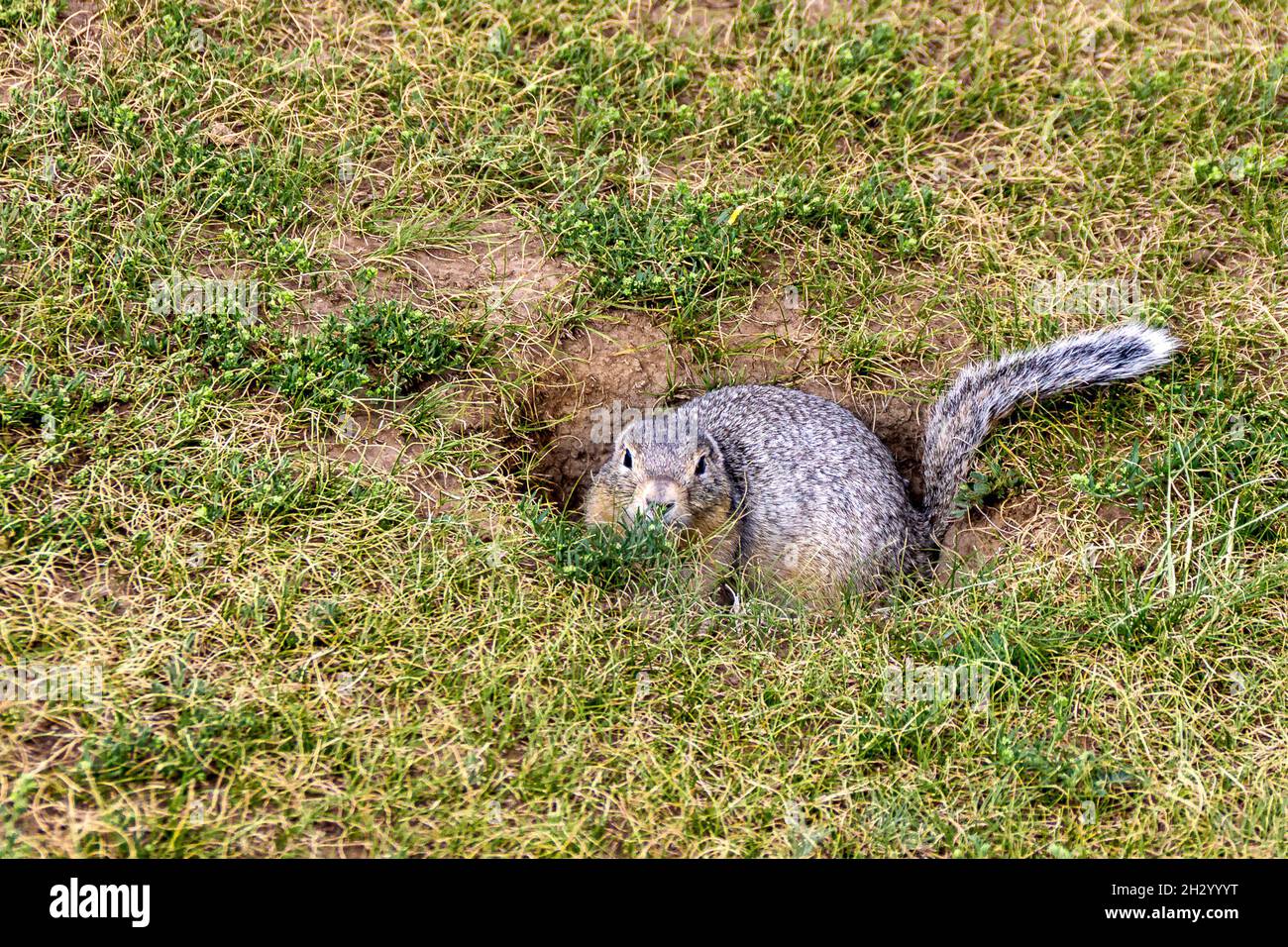 spotted ground squirrel - steppe rodent and pest of agriculture hides near its burrow Stock Photo