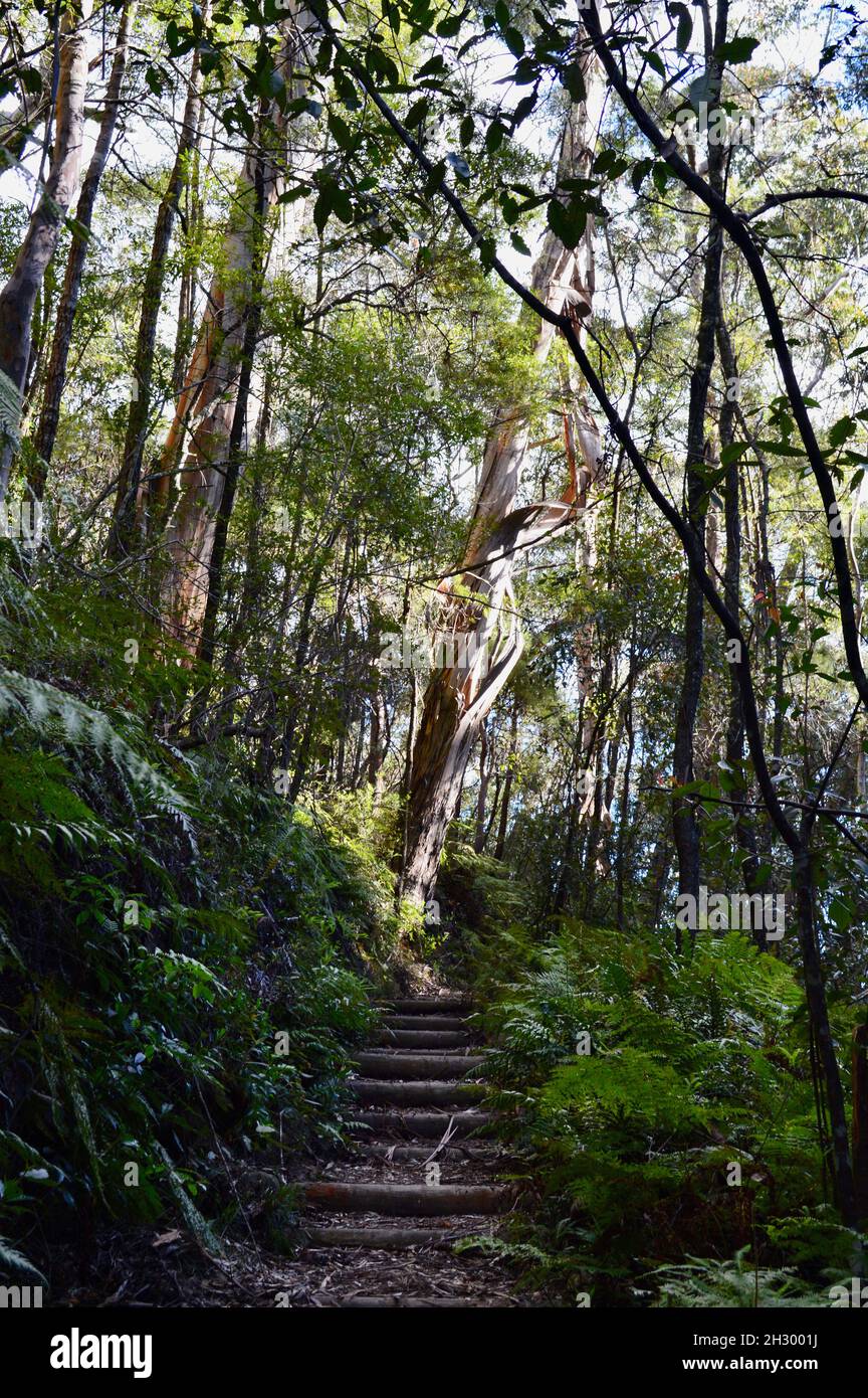 A walking trail in the Blue Mountains Stock Photo