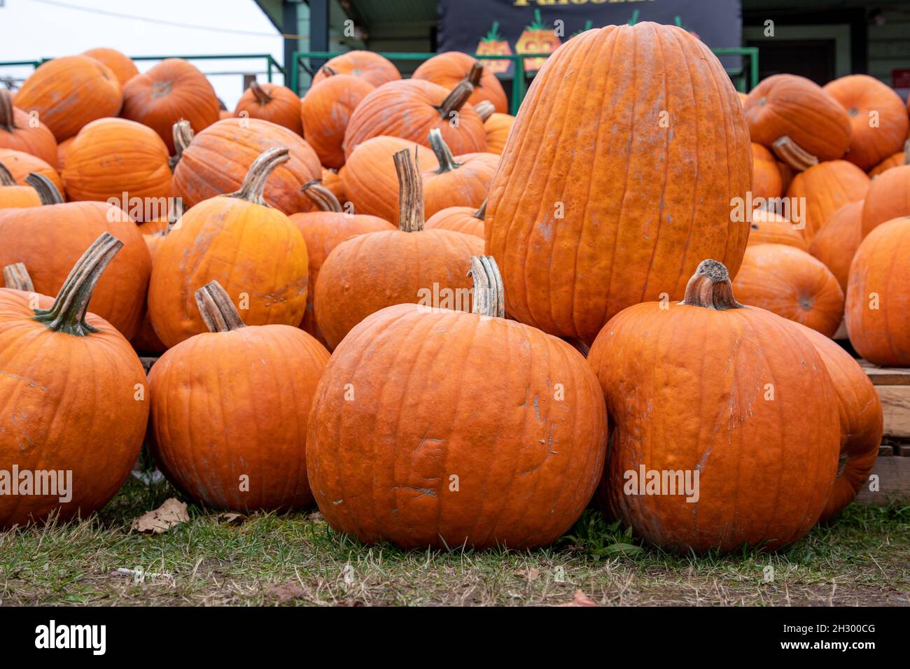 Carving pumpkins for sale at local market Stock Photo - Alamy