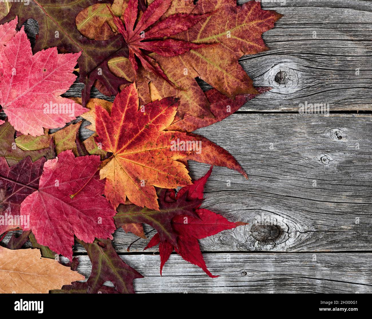 Close up view of colorful foliage leaves on naturally aged wooden ...