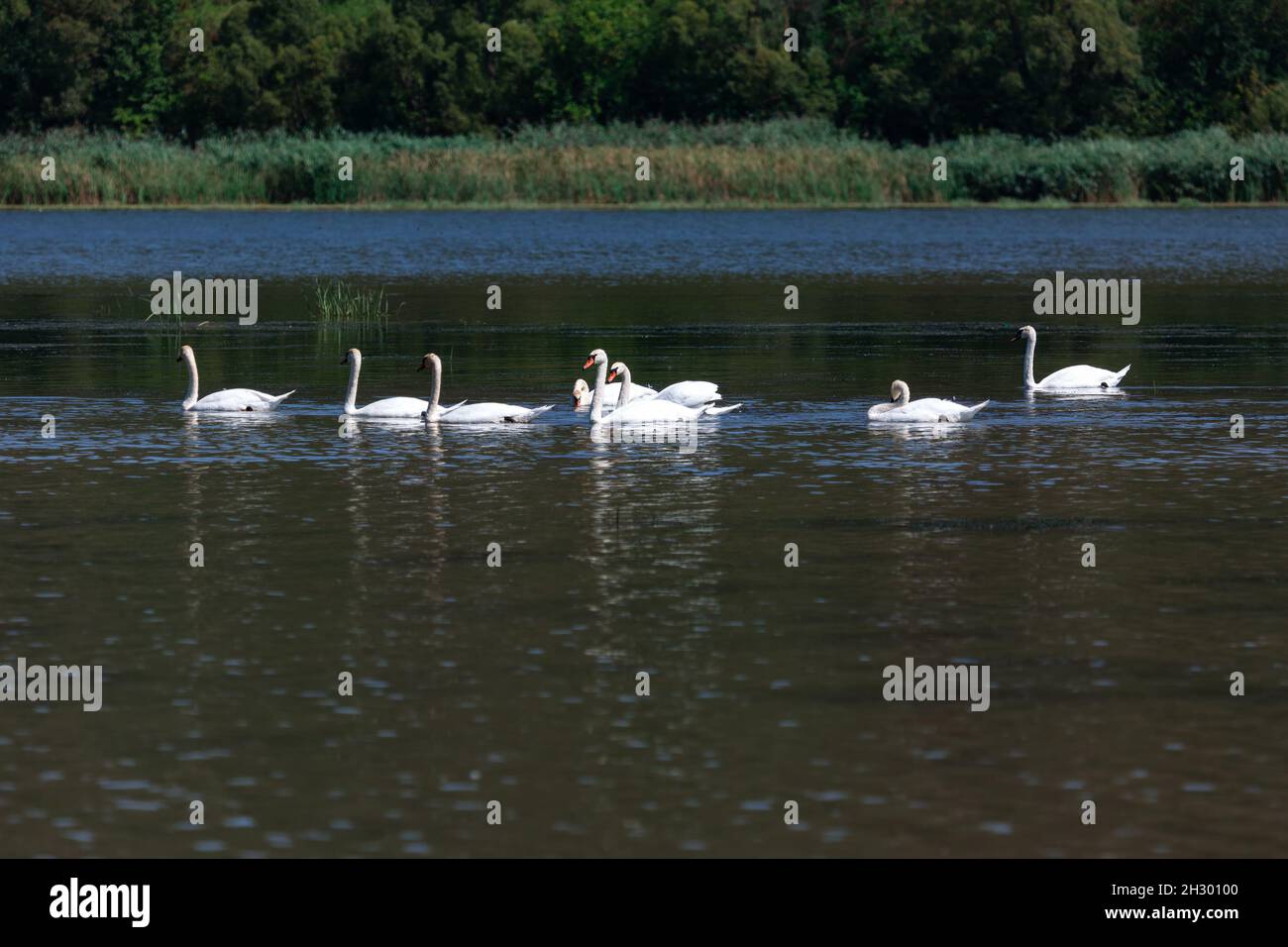 Group Of Swans On A Lake At Sunset . Flock of white swans swimming on ...
