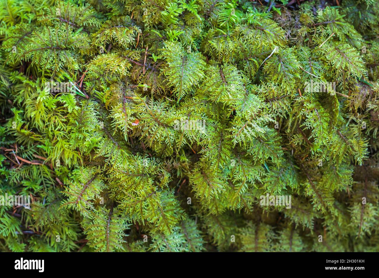 Closeup detail of a deep, dense green carpet of feathery moss (Kindbergia oregana) growing on the damp forest floor in coastal British Columbia. Stock Photo