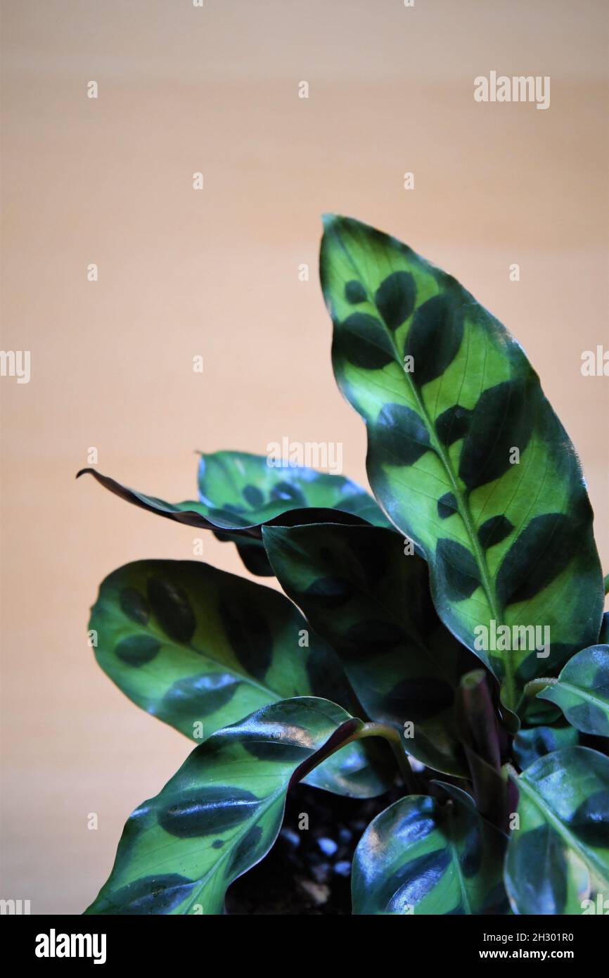 Goeppertia insignia, aka calathea lancifolia and rattlesnake plant