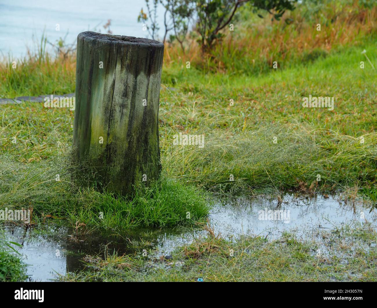 Post growth pole hi-res stock photography and images - Alamy