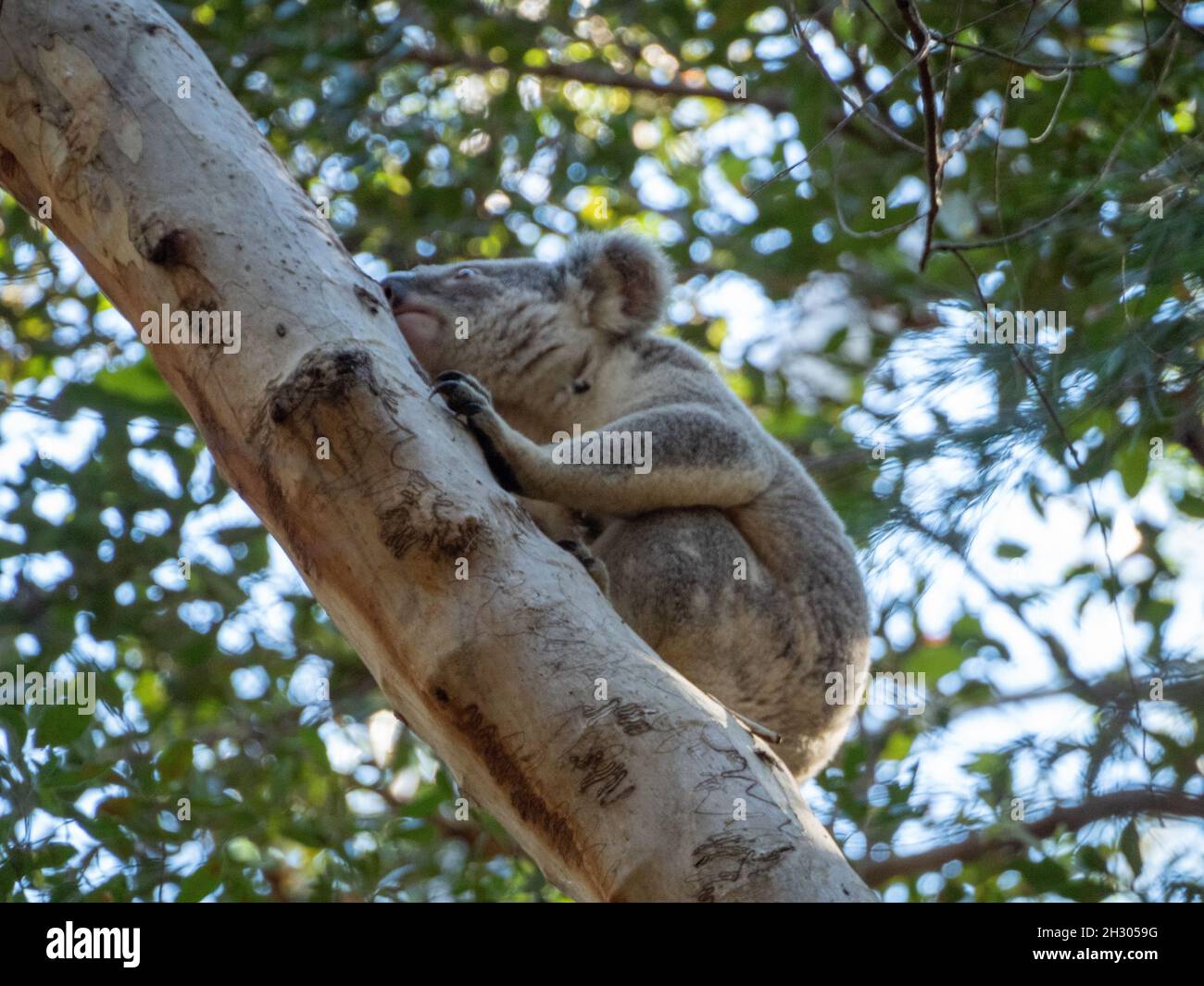 A Koala on a Scribbly Gum branch, an iconic tree climbing marsupial