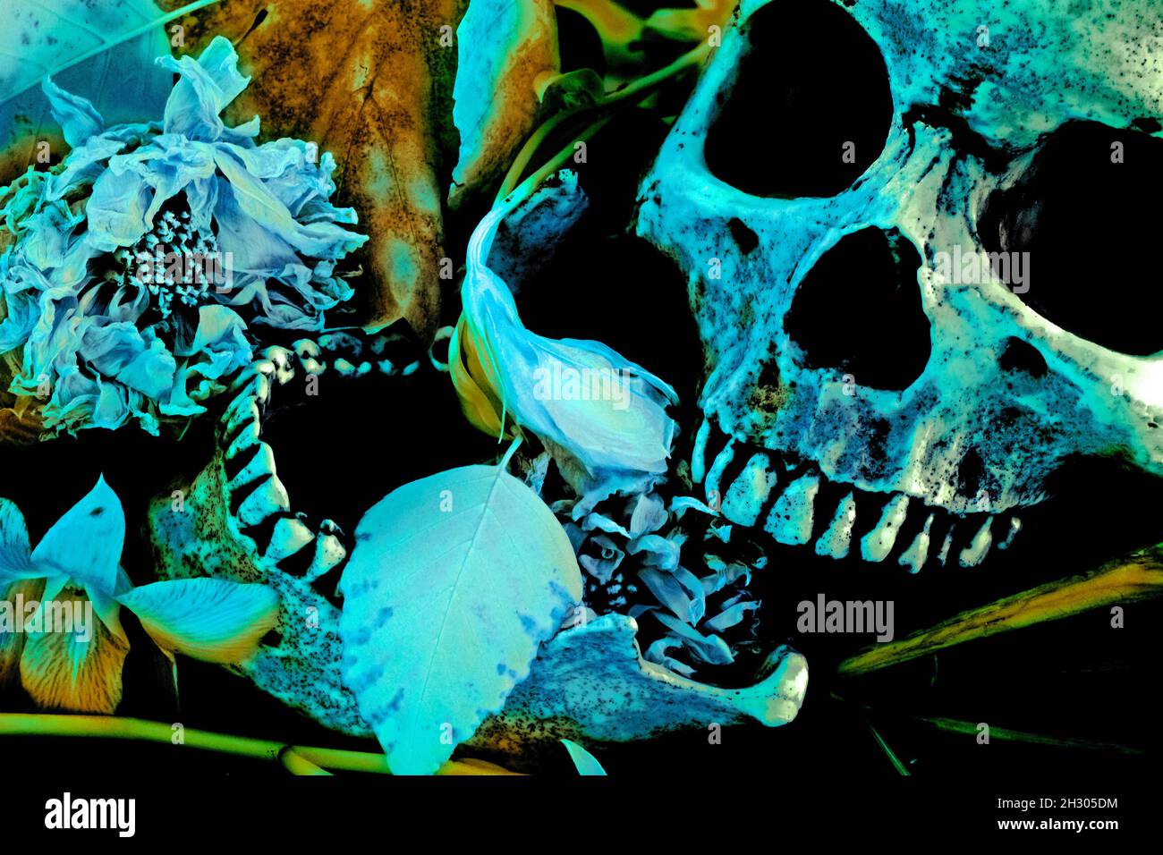 Skull and Flowers Dia de los Muertos Still Life Stock Photo