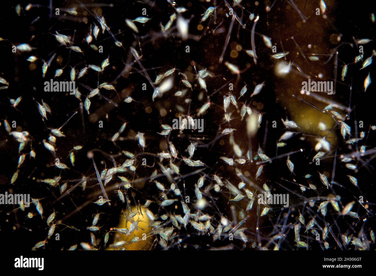 At night plankton is attracted to lights, where this mass is pictured