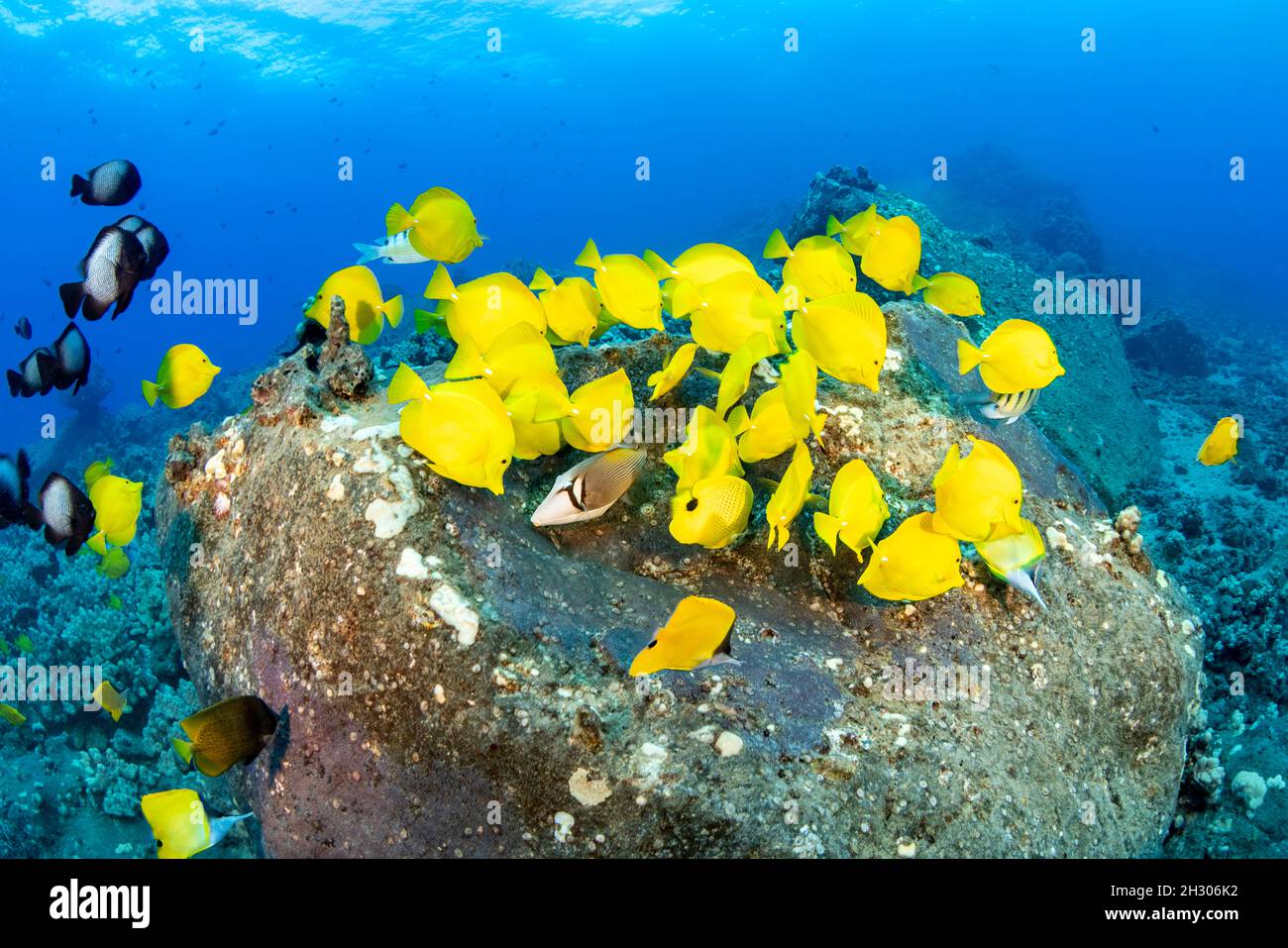 The yellow tang, Zebrasoma flavescens, is a North Pacific species that is found as far away as Japan, but nowhere is it more common than in Hawaii. Stock Photo