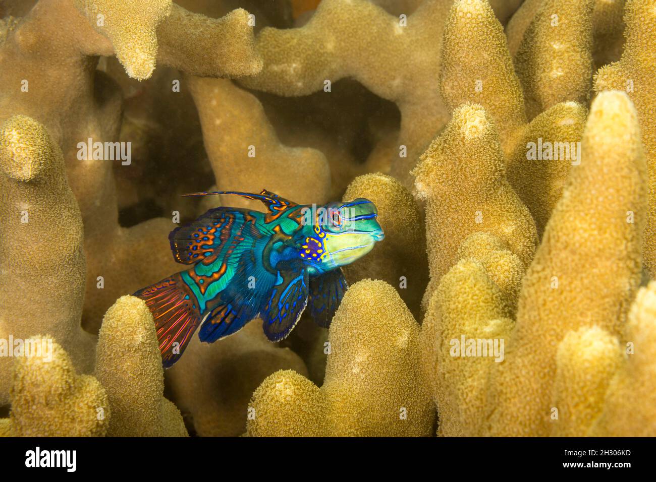 At dusk mandarinfish, Synchiropus splendidus, look for a mate and leave the protection of the finger coral where they are found, Yap, Micronesia. Stock Photo