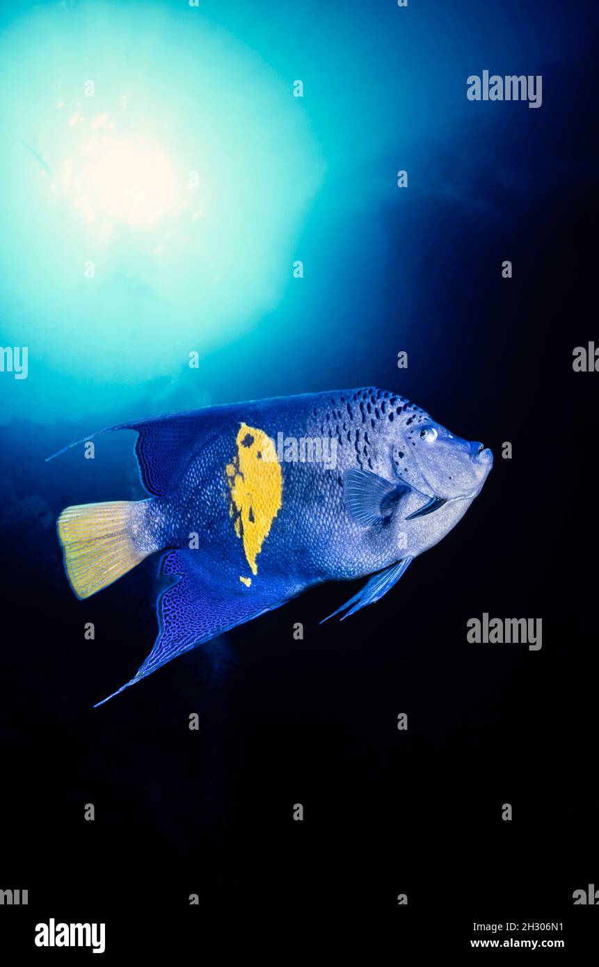 The blue moon angelfish, Pomocanthus maculosus, is also known as the Red Sea angelfish, the yellowbar angelfish and half-moon angelfish, Red Sea, Egyp Stock Photo