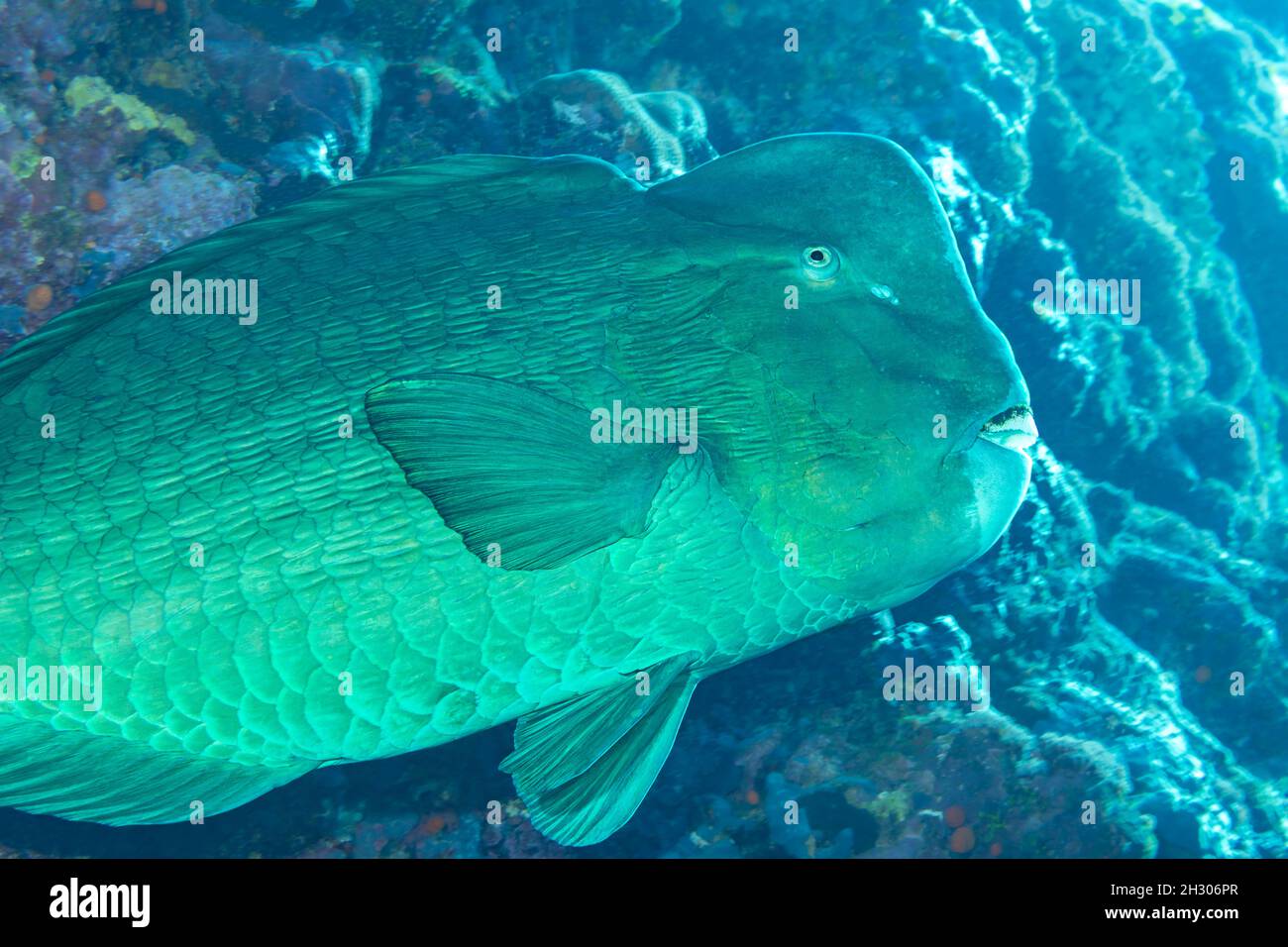 Bumphead parrotfish, Bolbometopon muricatum, are the largest species in this family and can reach 5 feet in length and over 160 pounds, Yap, Micronesi Stock Photo