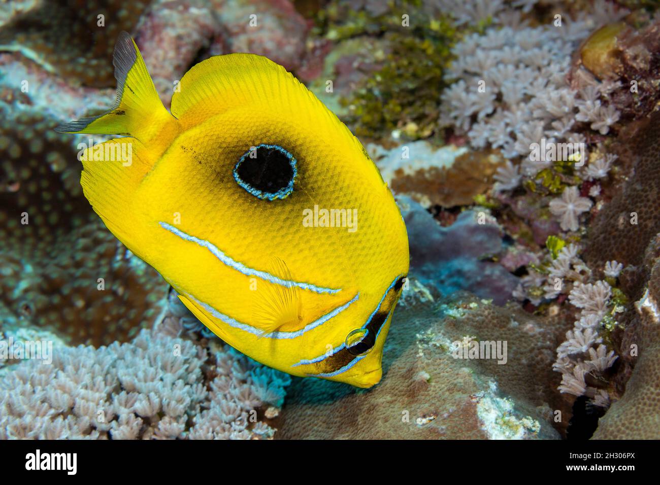 BennettÕs butterflyfish, Chaetodon bennetti, feeds mostly on coral polyps, Yap, Federated States of Micronesia. Stock Photo