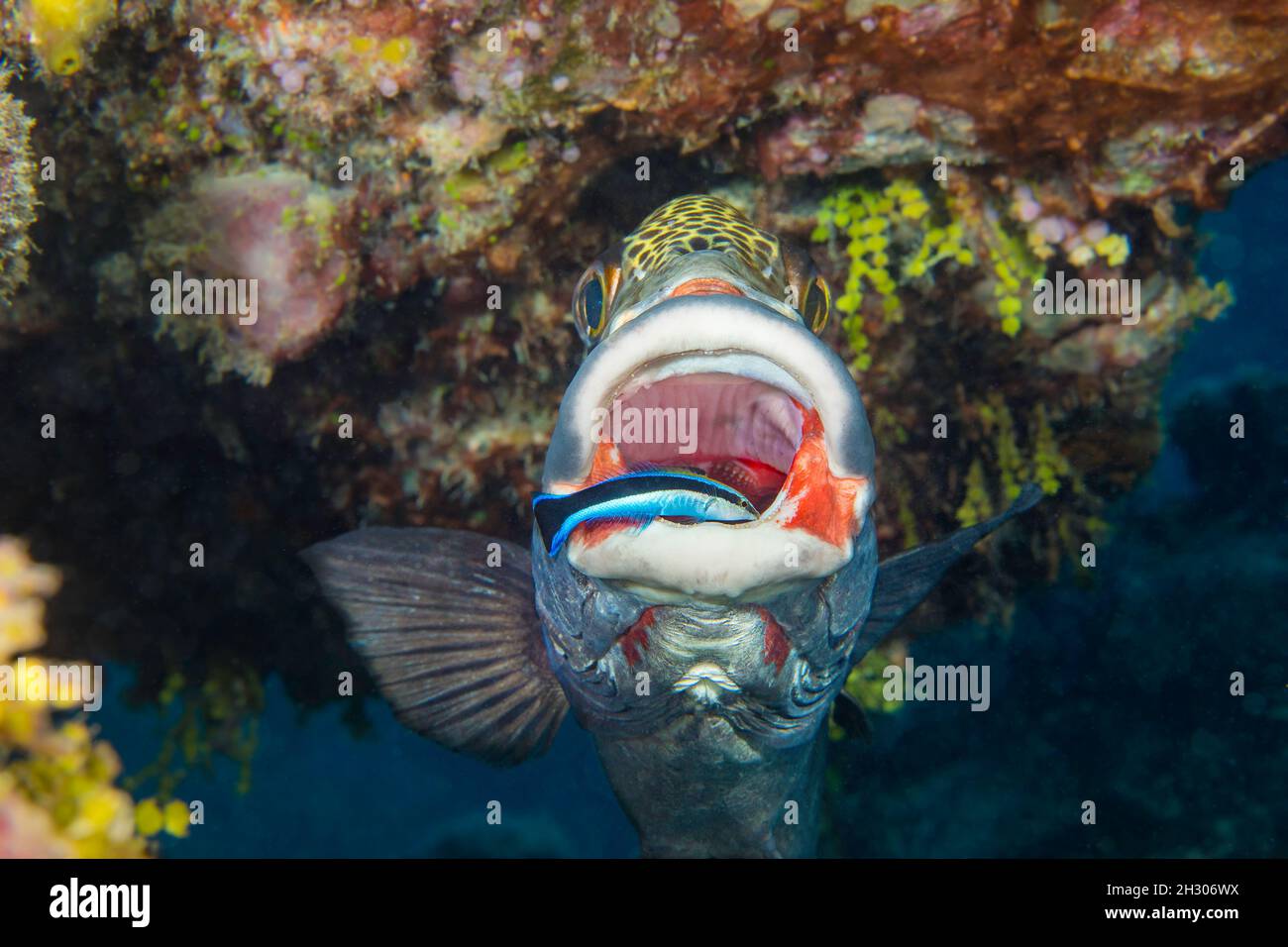 An adult bluestreak cleaner wrasse, Labroides dimidiatus, is carefully searching the mouth of this clown sweetlips, Plectorhinchus chaetodonoides, for Stock Photo