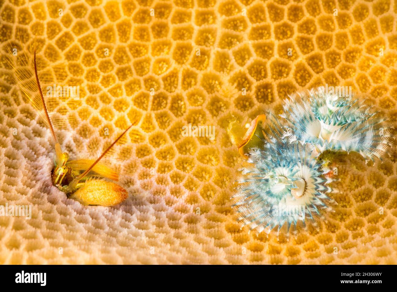 This Kropp's coral hermit crab, Paguritta kroppi, is sharing its section of coral polyps with a Christmas tree worm, Spirobranchus corniculatus, Yap, Stock Photo