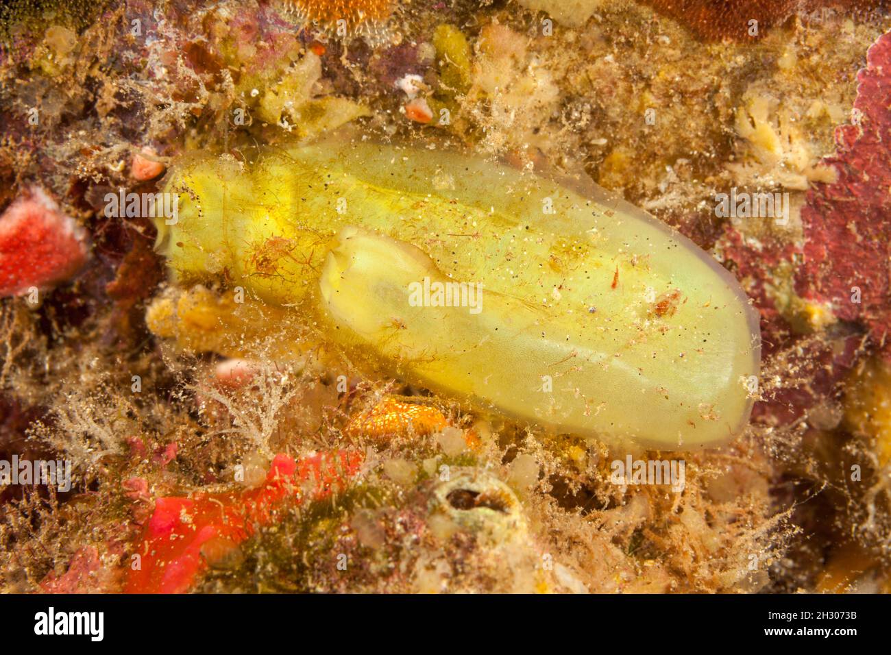 The yellow green tunicate, Ascidea sydneiensis, or sea squirt, is solitary and one of just a few of this type found in Hawaii. Stock Photo