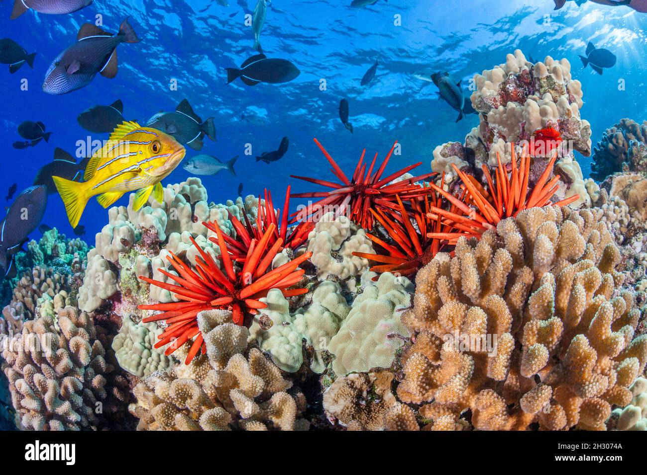 Slate pencil sea urchins, Heterocentrotus mammillatus, color the foreground of this Hawaiian reef scene with black triggerfish, Melichthys niger, and Stock Photo