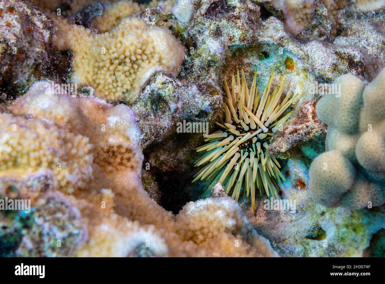 The rock-boring urchin, Echinometra mathaei, is also known as a burrowing urchin, Hawaii. This invertebrate grinds into solid limestone and excavates Stock Photo