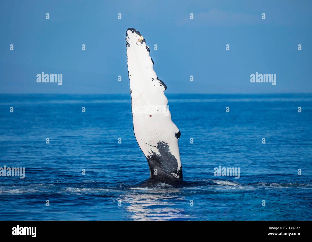 Humpback whales are well known for their long ÒpectoralÓ fins, which can be up to 15 feet (4.6 m) in length. Their scientific name, Megaptera novaeang Stock Photo