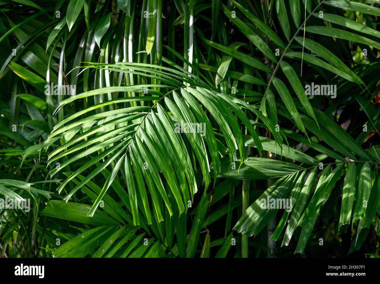 Close-up of tropical plants growing in a jungle in Thailand Stock Photo