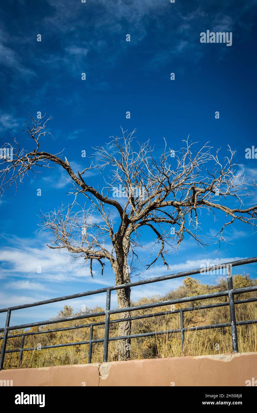 A lonely dying tree on the hillside near 'Cross of the Martyrs' in Santa Fe, NM Stock Photo