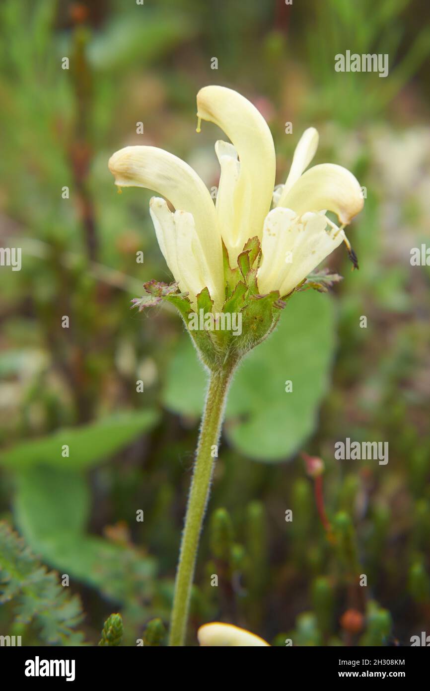 Flower capitate lousewort - Pedicularis capitata in natural Yakutia tundra environment Stock Photo