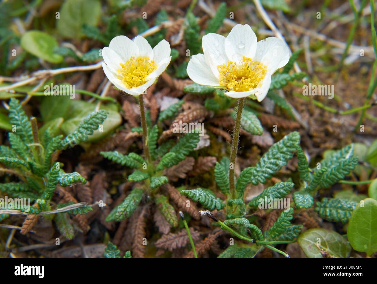 Flower Dryas punctata in natural Yakutia tundra environment Stock Photo