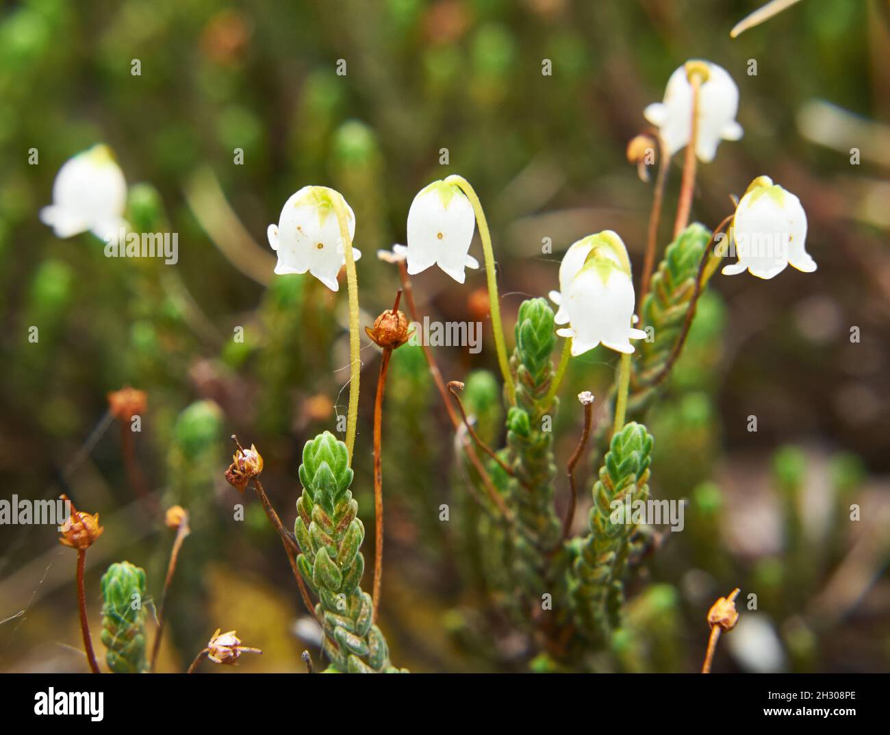 Flower Arctic bell-heather - Cassiope tetragona in natural Yakutia tundra environment Stock Photo