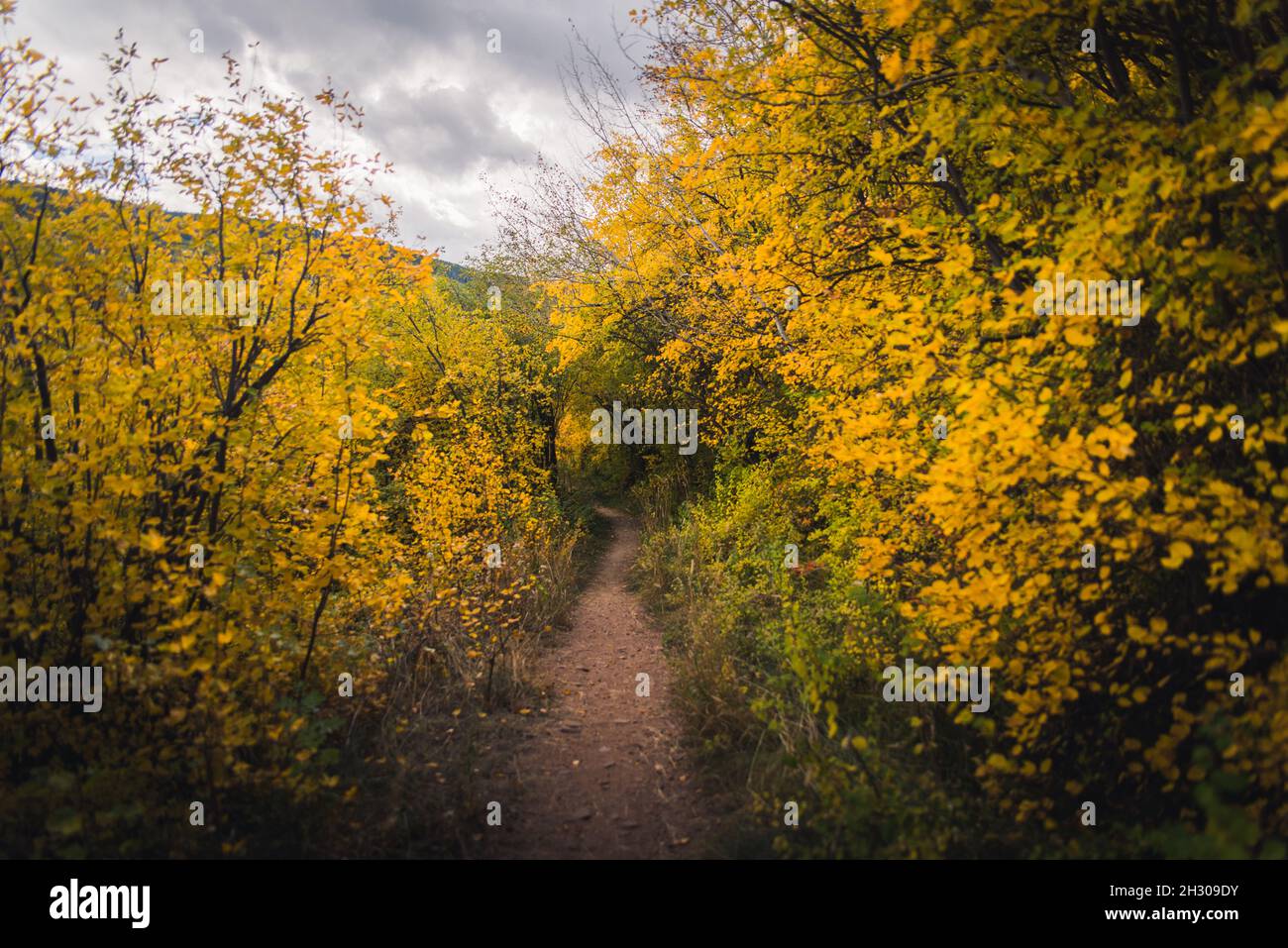 A trail in the mountains during fall Stock Photo - Alamy