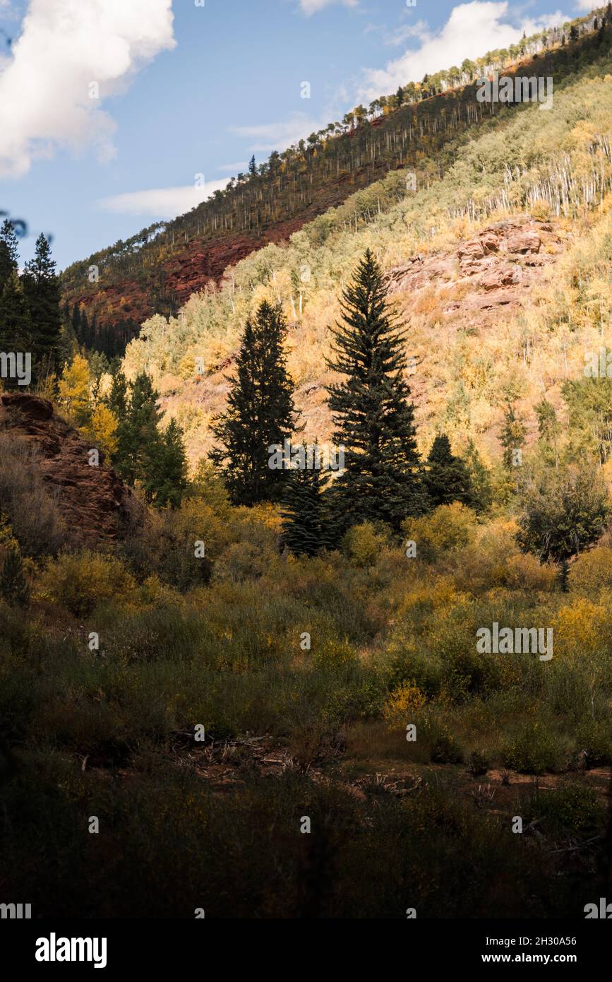 Fall foliage in Vail, Colorado Stock Photo