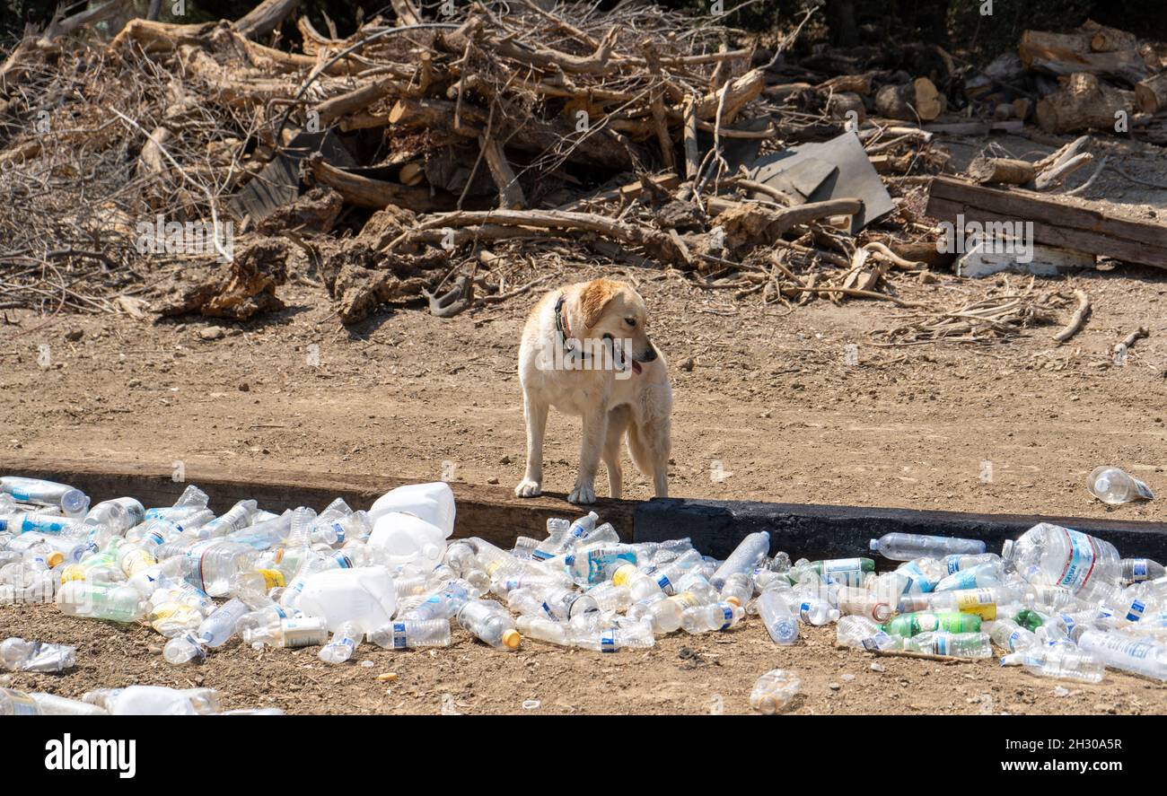 Golden Retriever dog surrounded by plastic bottles and various trash