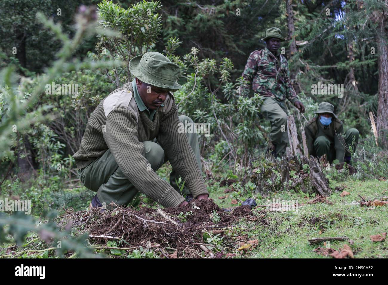 Kenya forest service rangers plant tree seedlings at a deforested area inside Mau Forest.As a measure to mitigate the impacts of climate change, the Kenyan government set a target to increase national tree cover to 10% by the year 2022, aiming at planting 1.8 billion tree seedlings between the years 2020 and 2022. Climate change has led to extreme weather conditions that have triggered an estimated 30 million displacements across the world with the global south being the hardest hit. Experts are warning heating above 1.5 degrees Celsius will be catastrophic and they are urging for rapid global Stock Photo