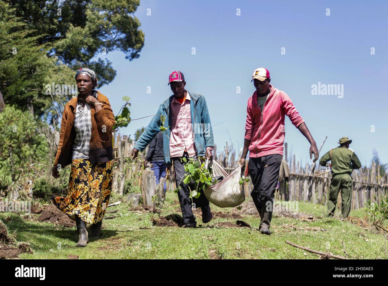 Volunteers carry tree seedlings to be planted at a deforested area inside Mau Forest.As a measure to mitigate the impacts of climate change, the Kenyan government set a target to increase national tree cover to 10% by the year 2022, aiming at planting 1.8 billion tree seedlings between the years 2020 and 2022. Climate change has led to extreme weather conditions that have triggered an estimated 30 million displacements across the world with the global south being the hardest hit. Experts are warning heating above 1.5 degrees Celsius will be catastrophic and they are urging for rapid global com Stock Photo