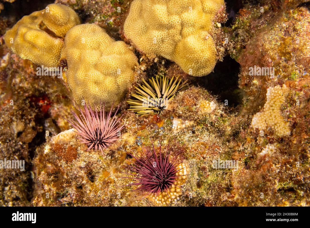 Two species of rock-boring urchin are pictured here. The one with the thick spines is Echinometra mathaei, also known as a burrowing urchin. The other Stock Photo