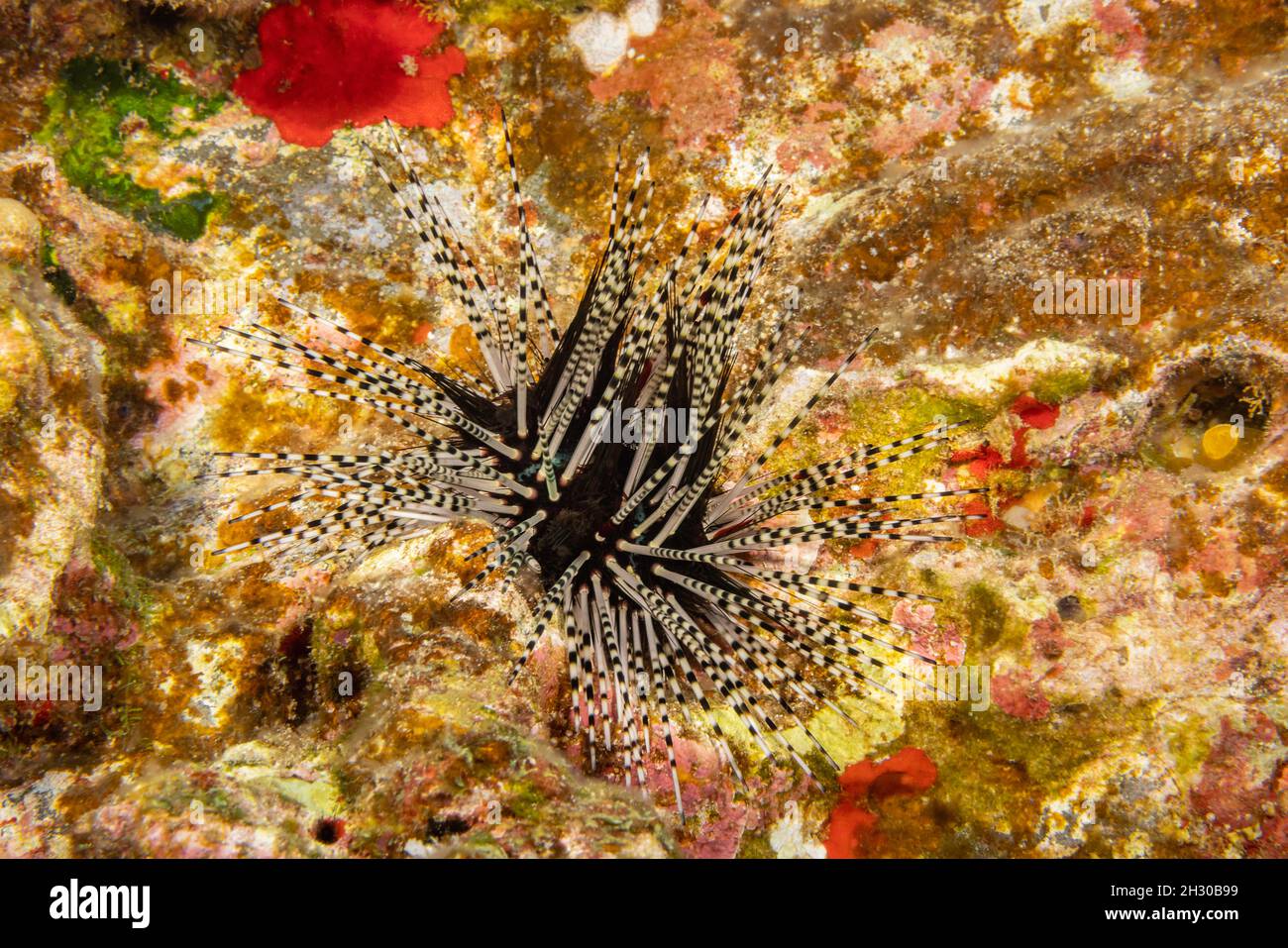 The banded sea urchin, Echinothrix calamaris, is the most common long spined urchin in Hawaii. Stock Photo