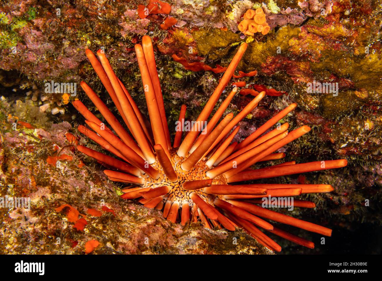 The slate pencil sea urchin, Heterocentrotus mammillatus, locks itself into crevices in the reef using its substantial spines, Hawaii. Stock Photo