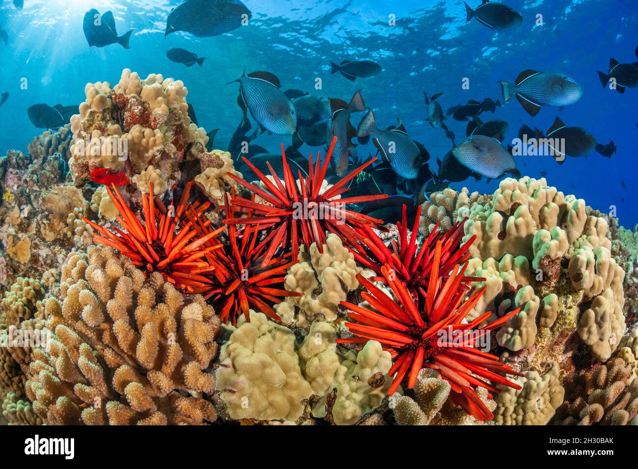 Slate pencil sea urchins, Heterocentrotus mammillatus, color the foreground of this Hawaiian reef scene with black triggerfish, Melichthys niger, off Stock Photo