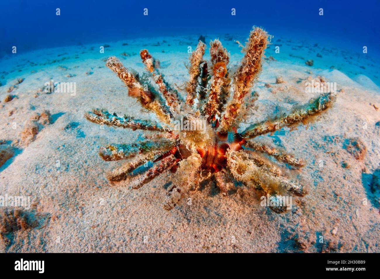 The long thorny spines of the rough-spined urchin, Chondrocidaris gigantea, are often covered in algae and other growth to aid in camouflage, Hawaii. Stock Photo