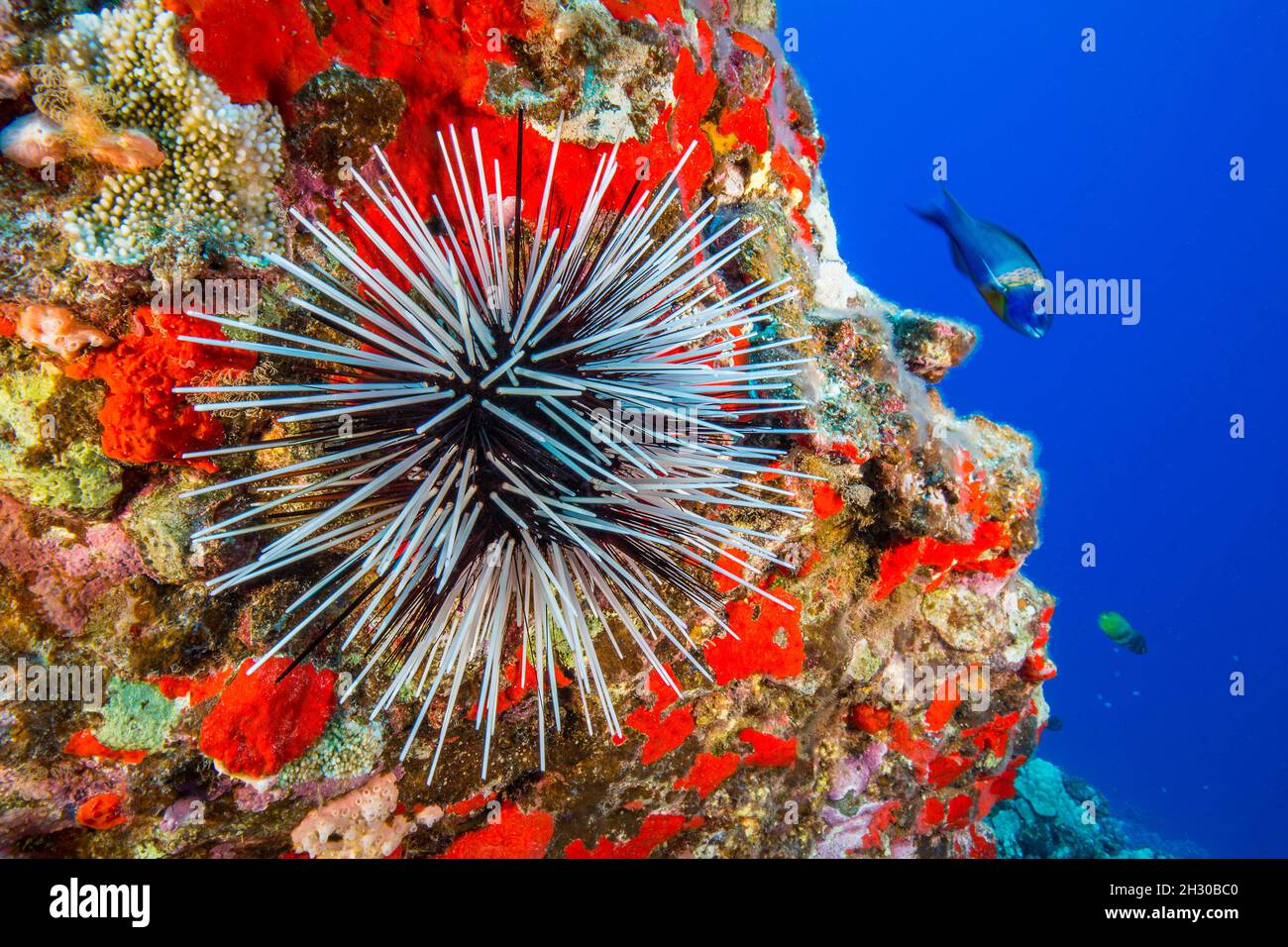 Banded sea urchin, Echinothrix calamaris, are often found clinging to vertical surfaces, Hawaii. Stock Photo