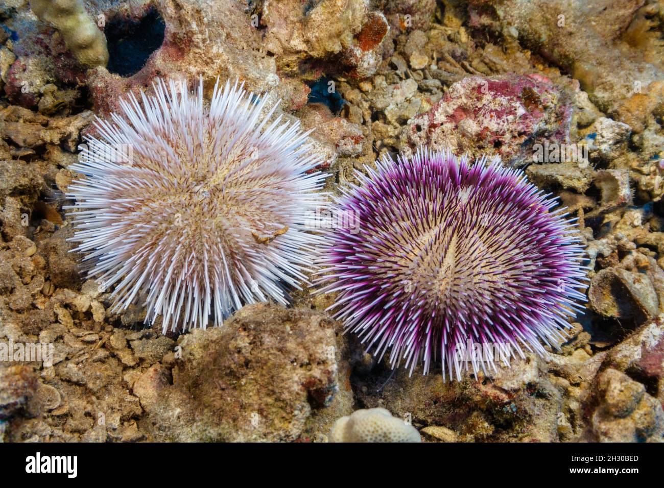 These two pebble collector urchins, Pseudoboletia indiana, represent the color variation of this species. During the day they cover themselves with ru Stock Photo